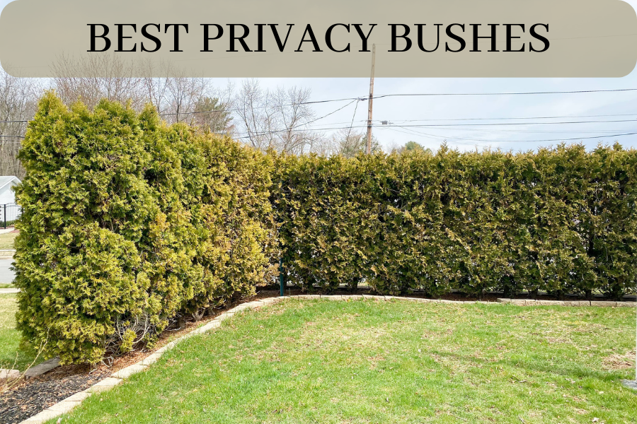 privacy bushes for sale