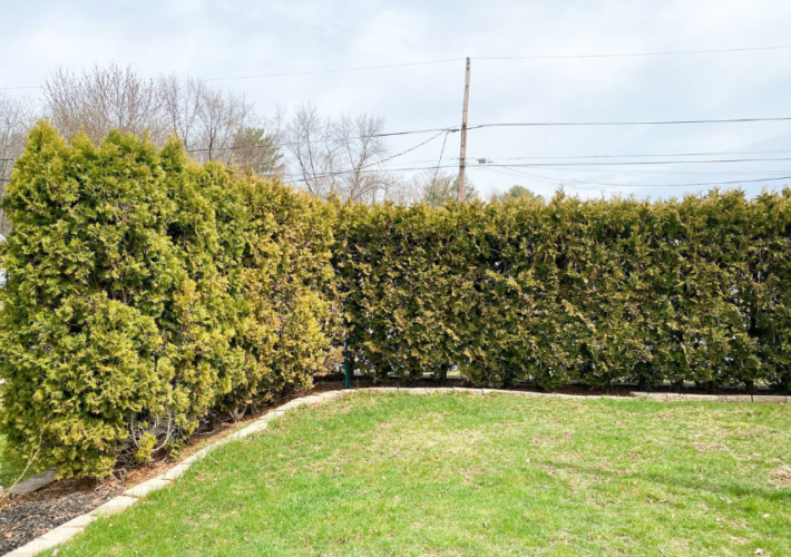 privacy bushes front yard