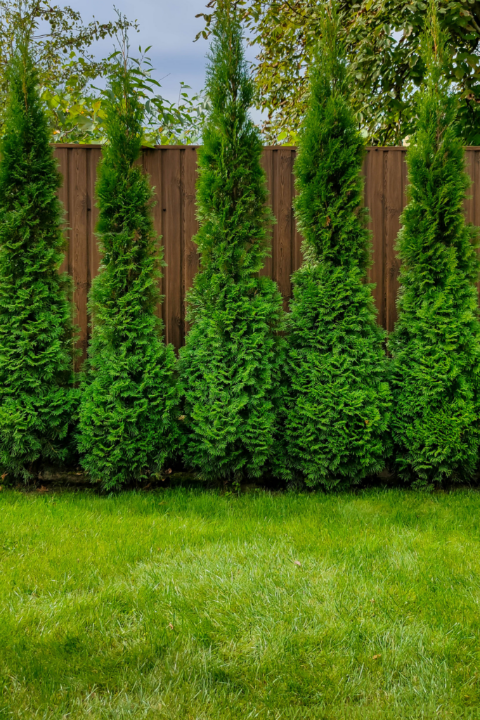 privacy bushes along fence