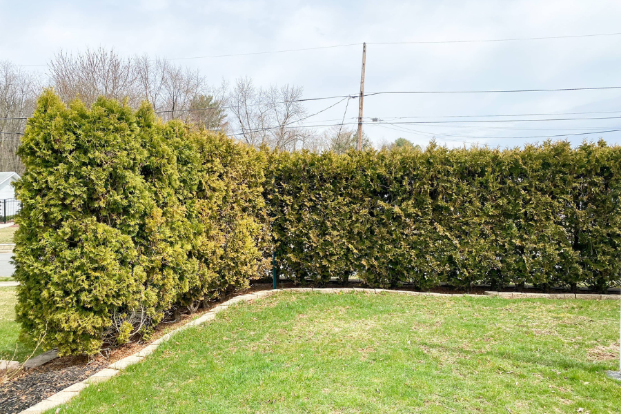 privacy bushes front yard