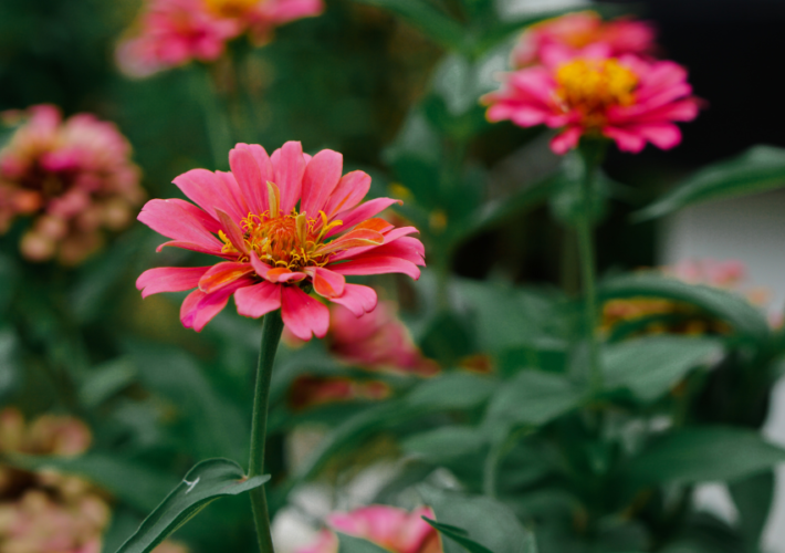 zinnia garden ideas