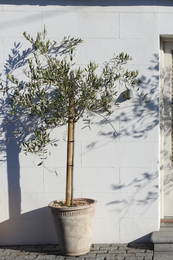 small garden decorative tree