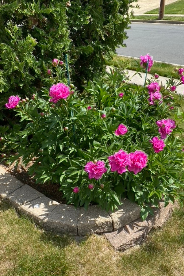 FLOWER BED IDEAS FRONT OF HOUSE WITH ROCKS