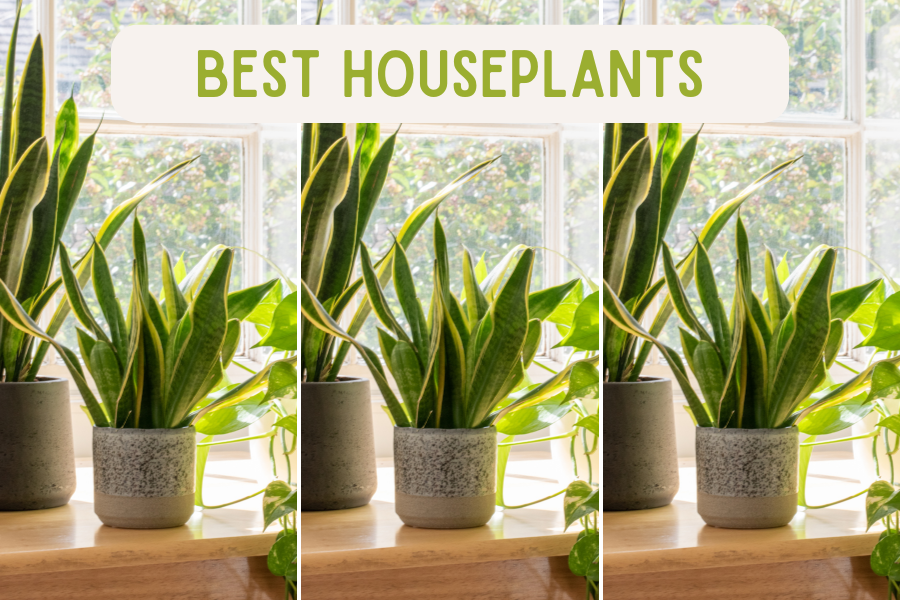 BEST HOUSEPLANTS