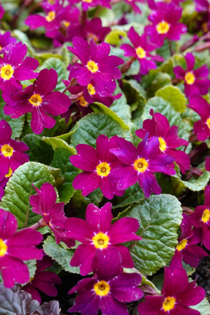 best flowers to plant early spring