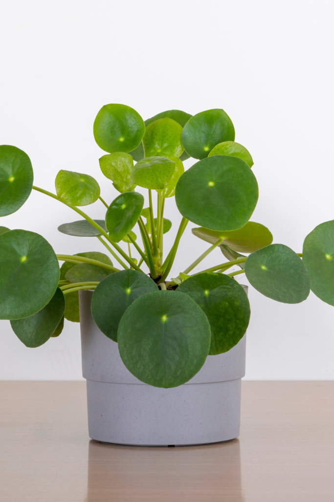 best houseplants easy