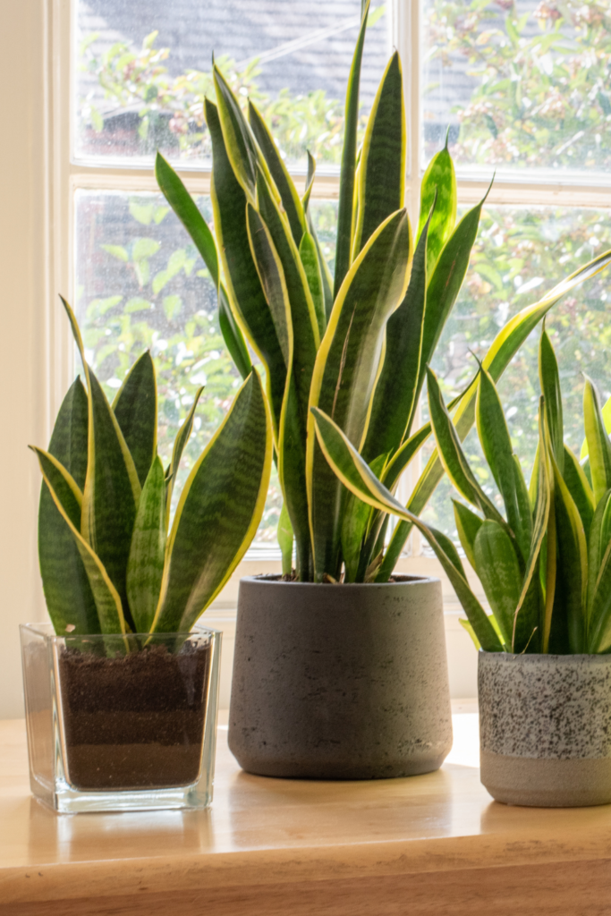 best houseplants for apartment