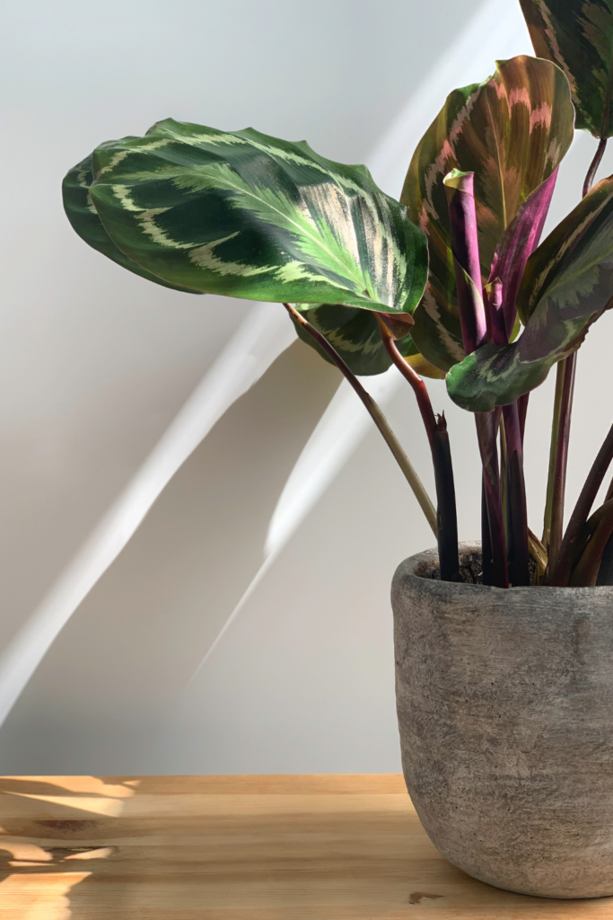 best houseplants for bathroom