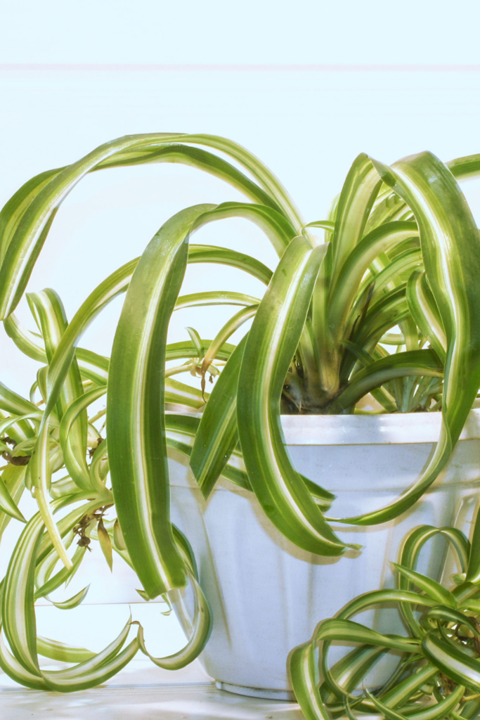 best houseplants for beginners