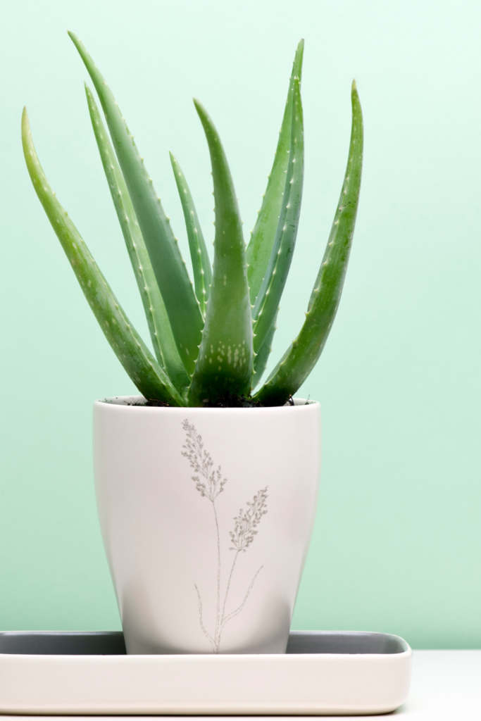 best houseplants for clean air