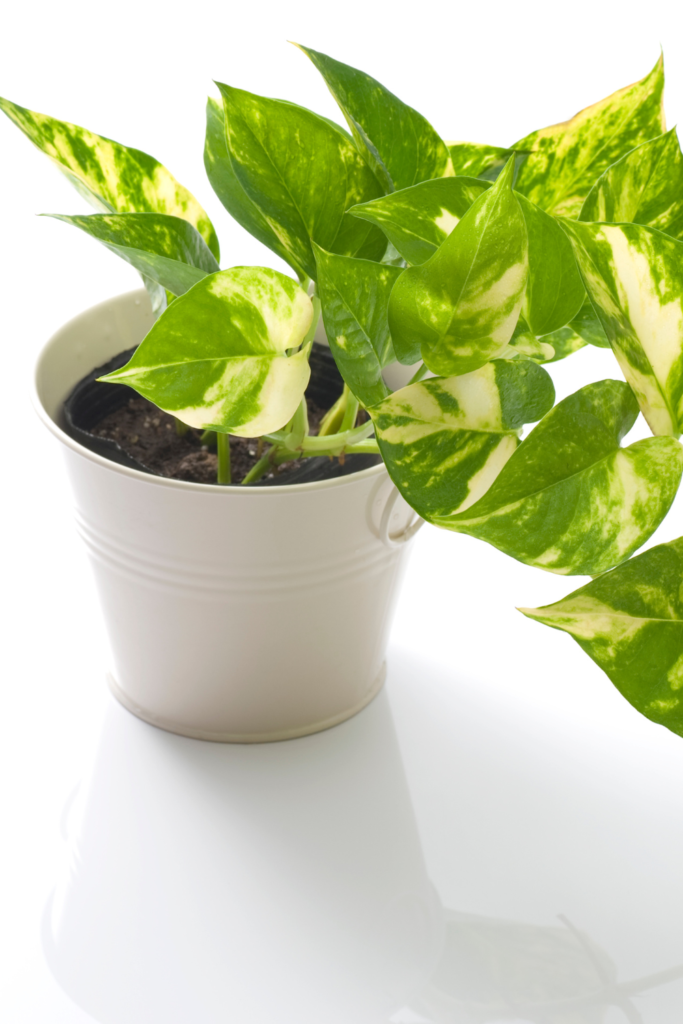 best houseplants for low light