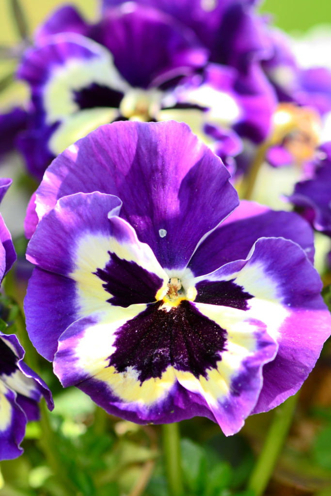 best spring flowers to plant in pots