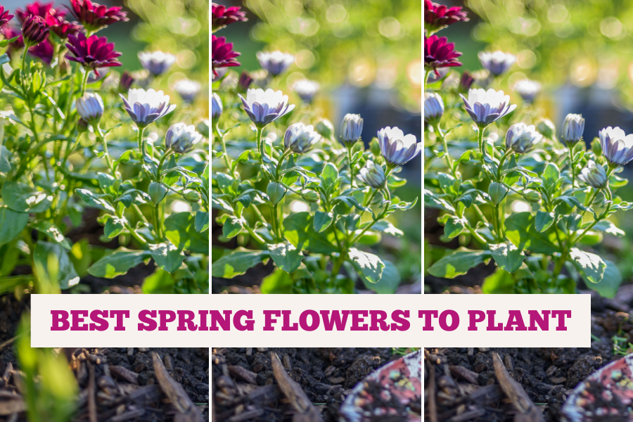 best spring flowers to plant