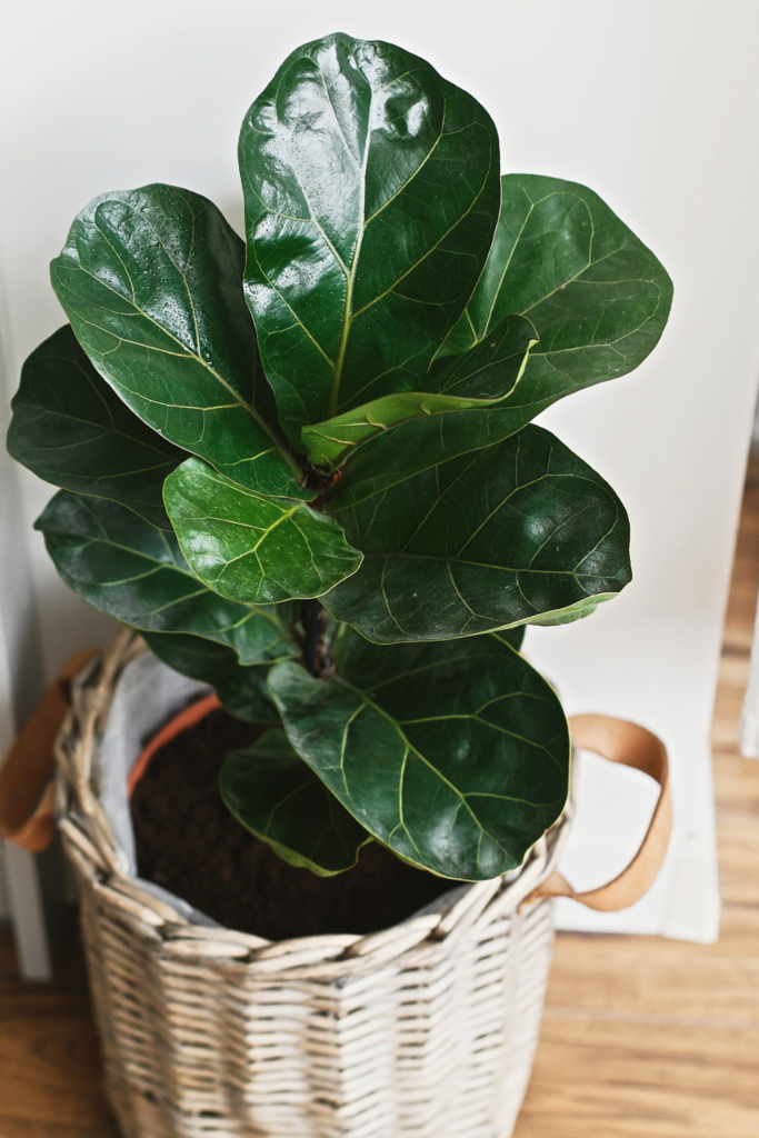 fiddle leaf fig