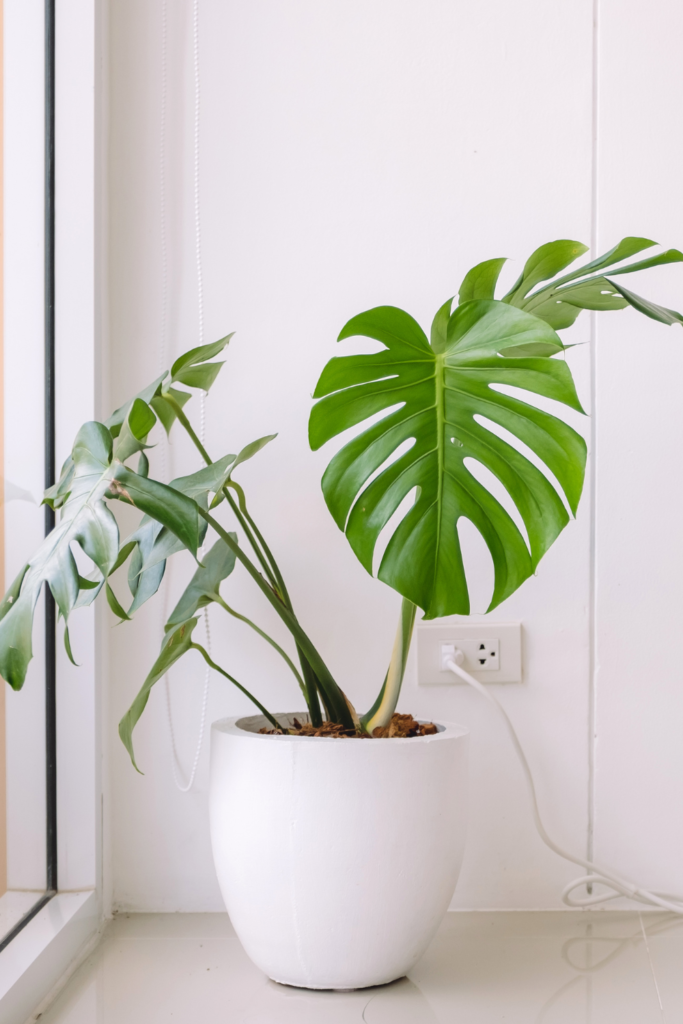 monstera houseplants