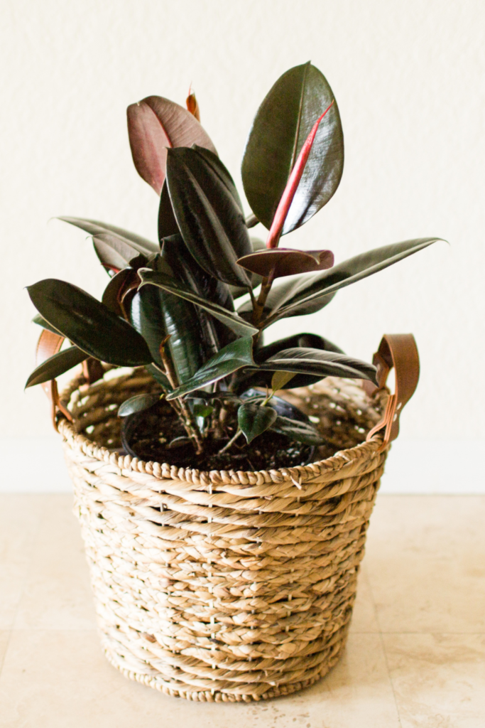 best houseplants: rubber plant