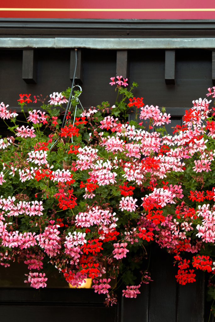 BEST SUMMER FLOWERS FOR HANGING BASKETS