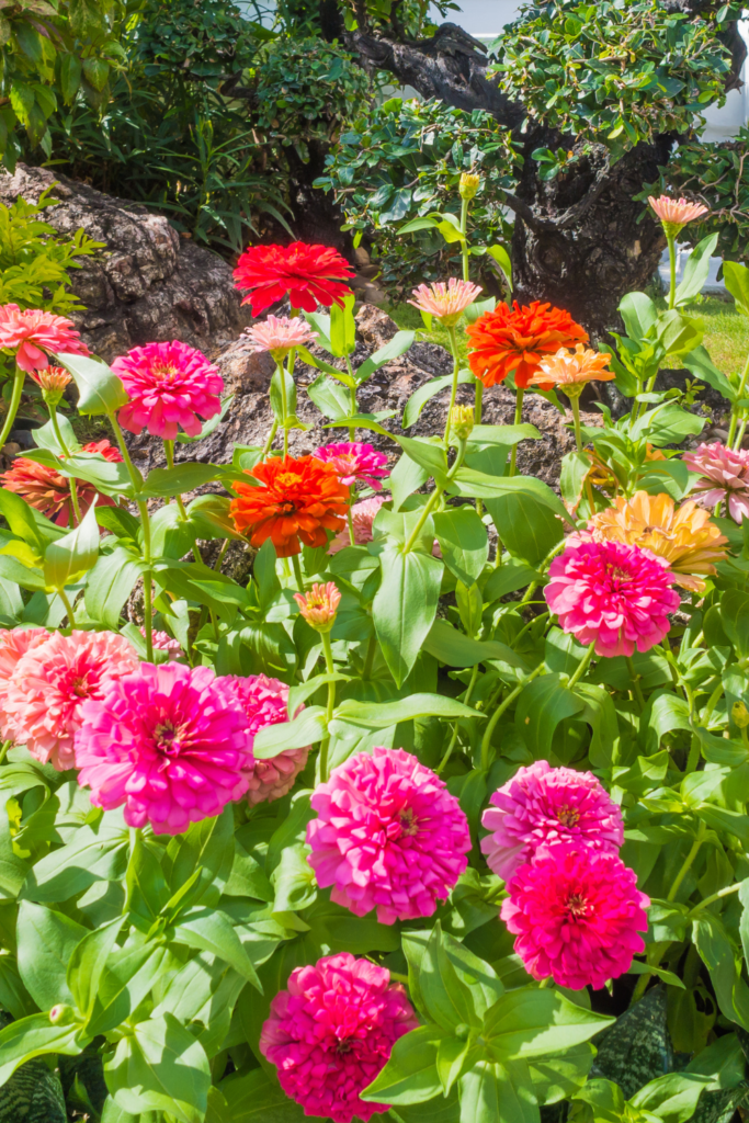 BEST SUMMER FLOWERS FOR POTS