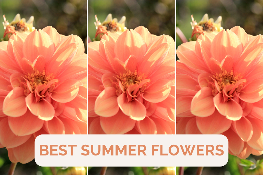 BEST SUMMER FLOWERS